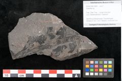 Foto (Objekt + Etikett) von Adiantites sp. (NHMW-GEO-2024-0188-10481)